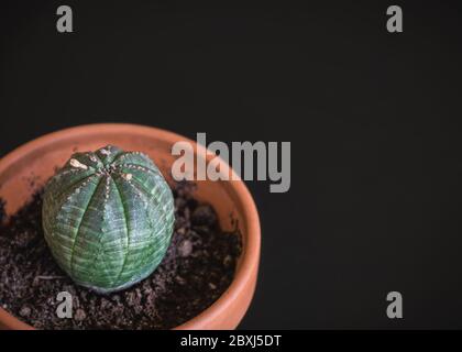 Nahaufnahme einer Euphorbia obesa seltene Sukkulente Pflanze in Terrakotta-Topf auf dunkelgrauem Hintergrund. Trendige Zimmerpflanzen-Details vor dunkler Kulisse. Stockfoto