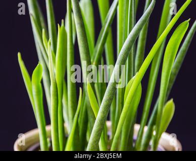 Nahaufnahme der Blätter einer Schlangenpflanze (Sansevieria bacularis) auf weißem Hintergrund. Attraktive saftige Zimmerpflanzen-Details vor dunkler Kulisse. Stockfoto