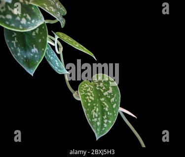 Nahaufnahme auf einer satinierten Pothos (scindapsus pictus) Rebe mit herzförmigen Blättern auf dunklem Hintergrund. Wunderschöne tropische Zimmerpflanzen Detail. Stockfoto