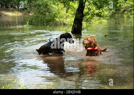 Zwei Hunde spielen in einem öffentlichen See - schwarzes Labor und goldener Doodle Stockfoto