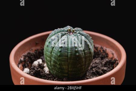 Nahaufnahme einer Euphorbia obesa seltene Sukkulente Pflanze in Terrakotta-Topf auf dunkelgrauem Hintergrund. Trendige Zimmerpflanzen-Details vor dunkler Kulisse. Stockfoto