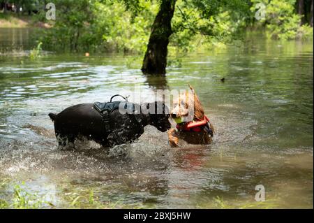 Zwei Hunde spielen in einem öffentlichen See - schwarzes Labor und goldener Doodle Stockfoto