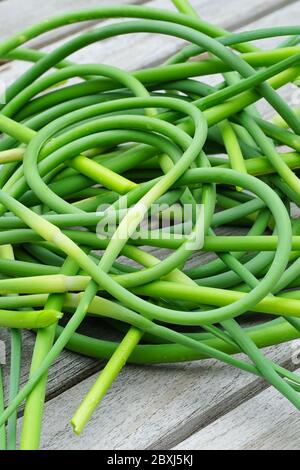 Blumensträuße frisch gepflückte grün Knoblauch scape Stiele Stockfoto