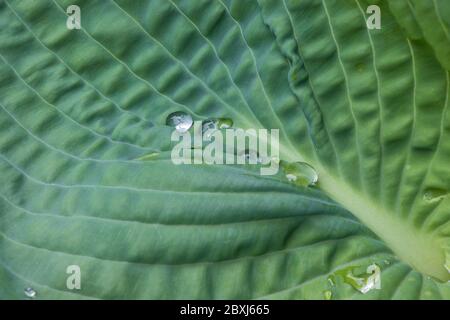 Nahaufnahme eines grünen Hösta-Blattes mit Regentropfen Stockfoto