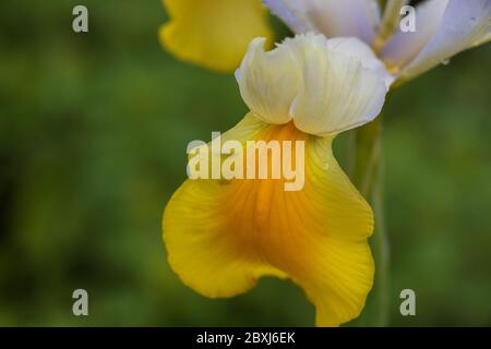 Nahaufnahme des markanten gelben Falls einer holländischen Iris mit Regentropfen Stockfoto