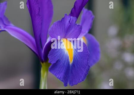 Nahaufnahme einer atemberaubenden lila und gelben holländischen Iris Stockfoto