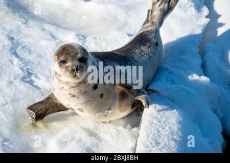 Eine junge Harfenrobbe liegt auf einem Bett aus weißem Schnee, die Sonne scheint auf ihrem weichen grauen Pelzmantel mit dunklen Flecken. Stockfoto