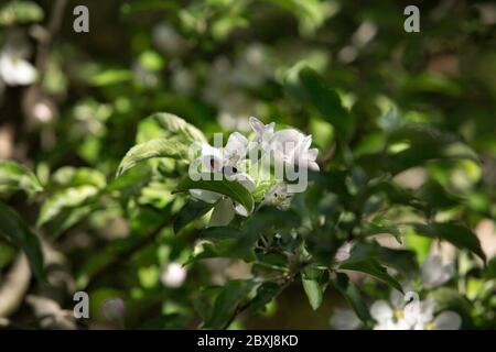 Toronto Ontario Outdoor Garten Apfelbaum bestäubt von Hummeln im Frühjahr Stockfoto