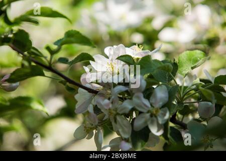 Toronto Ontario Outdoor Garten Apfelbaum bestäubt von Hummeln im Frühjahr Stockfoto