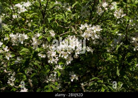 Toronto Ontario Outdoor Garten Apfelbaum bestäubt von Hummeln im Frühjahr Stockfoto