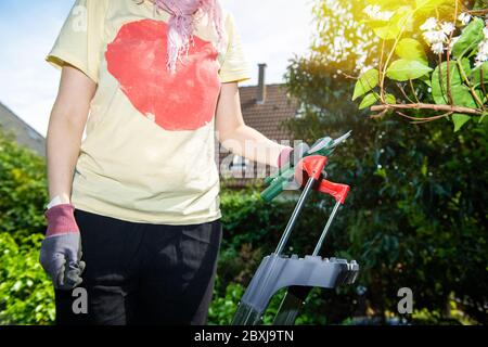 Frau mit Gartenschere, die auf der hohen Leiter im grünen Garten zurückschneidet Stockfoto