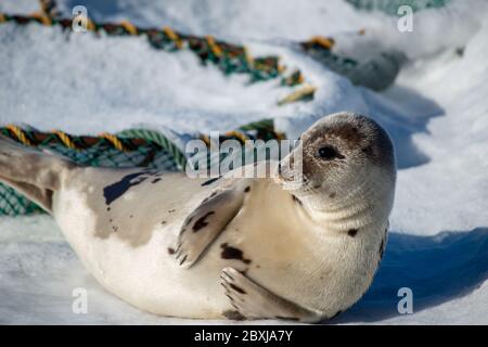 Eine große Harfenrobbe liegt auf einer Eispfanne, deren Gesicht und Körper mit Schnee bedeckt sind. Die Dichtung hat zwei Sätze von Flossen und die Krallen sind auf dem Eis. Stockfoto