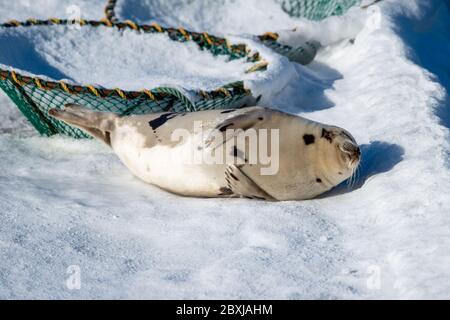 Eine große Harfenrobbe liegt auf einer Eispfanne, deren Gesicht und Körper mit Schnee bedeckt sind. Die Dichtung hat zwei Sätze von Flossen und die Krallen sind auf dem Eis. Stockfoto