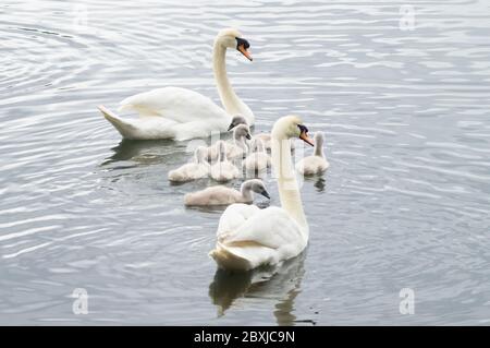 Schwanenpaar mit 7 sieben jungen Cygnets auf dem Wasser Stockfoto