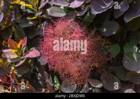 Blätter und Blüten eines Cotinus coggygya - Purple Smoke Bush im Frühjahr in einem Garten in Südengland, Großbritannien Stockfoto