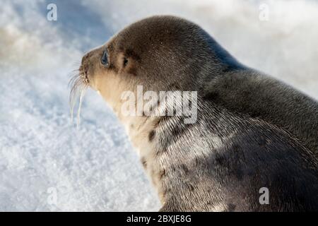 Eine große Harfenrobbe liegt auf einem frischen weißen Schneebett, das geradeaus blickt. Das Tier hat dunkelgraues Fell auf dem Rücken und der Bauch ist hell. Stockfoto