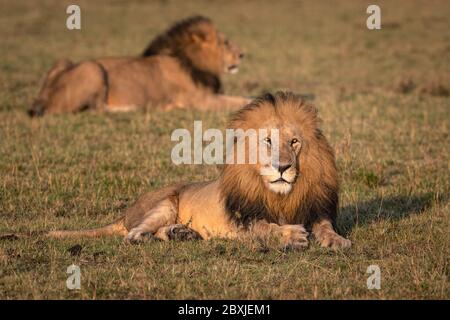 Zwei schöne große Löwen, die in der frühen Morgensonne im Gras liegen. Aufnahme in der Masai Mara, Kenia. Stockfoto