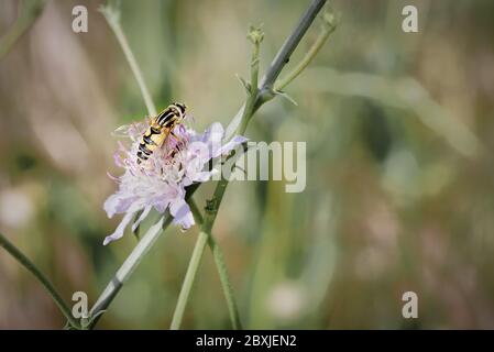 Syrphus ribesii, eine Art Schwebfliege, die wie eine Wespe aussieht, sich von einer wilden Blume ernährt, Rückansicht Stockfoto