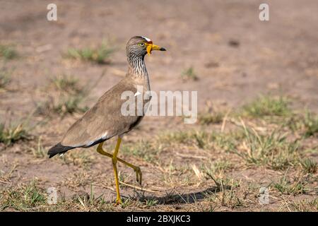 Afrikanischer Wattled Lapwing, auch bekannt als Senegal Wattled Plover oder Wattled Lapwing. Aufnahme in der Masai Mara, Kenia. Stockfoto