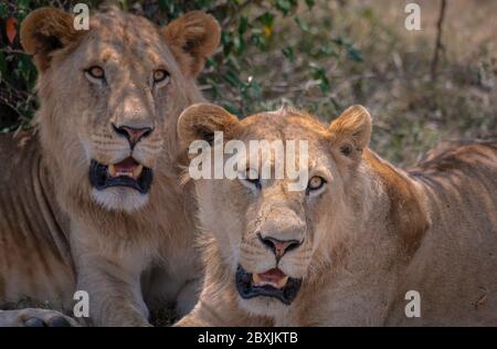 Nahaufnahme von zwei jungen Löwen mit ihren Mägen, die gerade erst zu wachsen beginnen. Aufnahme in der Masai Mara, Kenia. Stockfoto