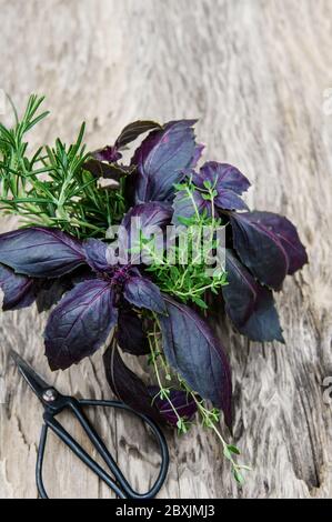 Bund lila Basilikum auf einem Holztisch mit Knoblauch und Schere. Ernte im Garten. Stockfoto