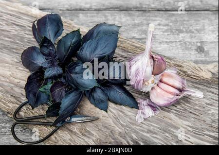 Bund lila Basilikum auf einem Holztisch mit Knoblauch und Schere. Ernte im Garten. Stockfoto