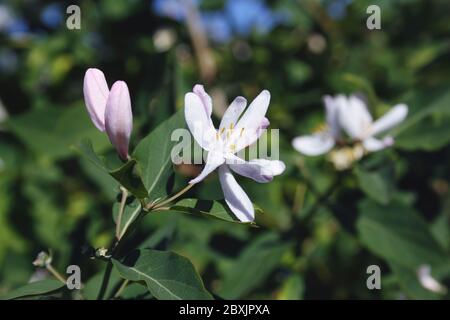 Frangula alnus blühender Busch, blühende weiße Blume Nahaufnahme Detail, dunkelgrüne Blätter verschwommen Hintergrund. Stockfoto