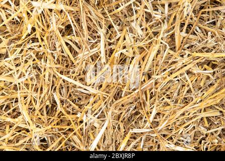 Nahaufnahme von Strohmulch, der in der Umgebung von Gartenpflanzen oder im Landschaftsbau zum Schutz vor Hitze, Bodenerosion, Unkraut und Wasserverdunstung verwendet wird Stockfoto