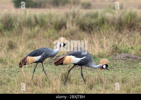 Ein Paar wunderschöner Graukronenkrane, die durch eine Lichtung auf der Savanne gehen. Aufnahme in der Masai Mara, Kenia. Stockfoto