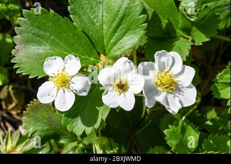 Drei Erdbeerblüten, die mittlere mit einem erdbeerschwarzen Auge, verursacht durch Frostschäden. Stockfoto