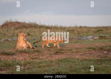 Mutter Löwe liegt auf dem Gras, als ihr Junge weg geht. Aufnahme in der Maasai Mara, Kenia. Stockfoto