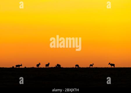 Silhouette einer Herde Topi, die bei Sonnenaufgang auf der Gratlinie steht. Aufnahme in der Masai Mara, Kenia. Stockfoto