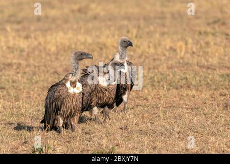 Drei afrikanische Weißrückengeier, die in einer Linie auf dem Gras stehen. Aufnahme in der Maasai Mara, Kenia. Stockfoto