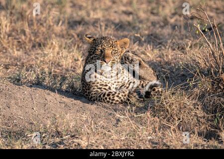 Ein Leopardenjunges (etwa 6 Monate alt, kratzt sich mit seiner Hinterpfote am Ohr. Aufnahme in der Masai Mara, Kenia. Stockfoto