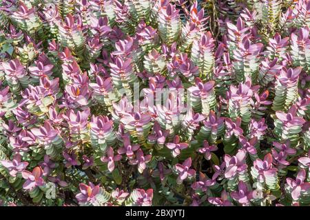 Hebe Red Edge zeigt neue rote Blätter im Frühjahr. Ein sich ausbreitender Strauch, der eine immergrüne Staude und frosthart ist. Stockfoto