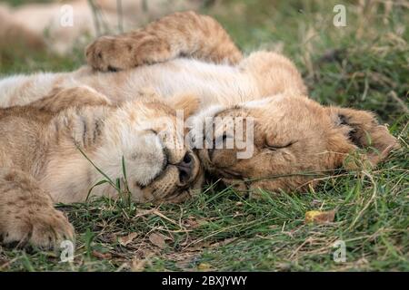 Zwei liebenswerte Löwenjungen kuscheln beim Schlafen im Gras. Aufnahme in der Masai Mara, Kenia. Stockfoto