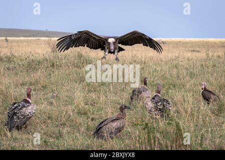 Ein Geier kommt für eine Landung in eine große Gruppe von Geiern bereits auf dem Boden. Aufnahme in der Maasai Mara, Kenia. Stockfoto