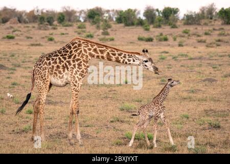 Mutter Giraffe neigt zu ihrem neu geborenen Kalb, als es versucht, auf wackeligen Beinen zu gehen. Aufnahme in der Masai Mara, Kenia. Stockfoto