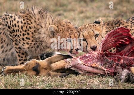 Zwei junge Gepard, die sich auf einem gefallenen Impala ernähren. Aufnahme in der Maasai Mara, Kenia. Stockfoto