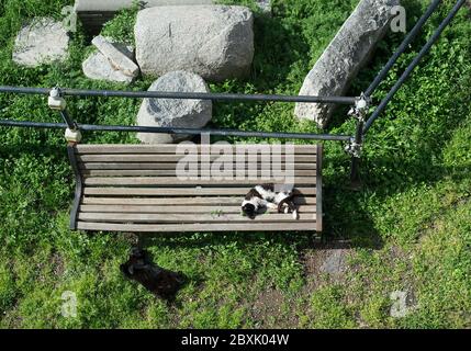 Katzen in Rom Stockfoto