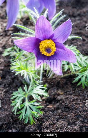 Pulsatilla vulgaris oder Pasque Blume mit violetter Blüte im frühen Frühjahr. Eine klumpige, dumpfende Staude, die vollständig winterhart ist. Stockfoto