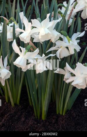 Clsoe up von Narcissus triandrus Thalia und zwei Knospen. Auch Orchid Narcissus & Angels Tears genannt. Eine weiße rekurvierte mehrblühende Division 5 Narzisse. Stockfoto