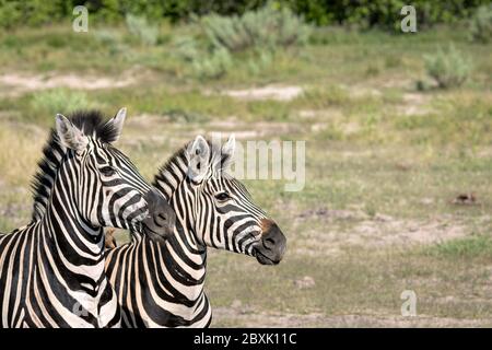 Nahaufnahme der Profile von zwei Zebras, die in einer Lichtung stehen. Aufnahme im Okavango Delta, Botswana. Stockfoto