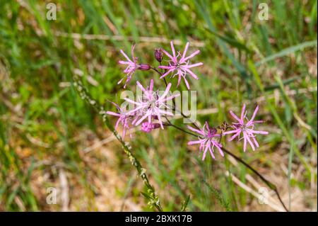 Lychnis flos-cuculi, gemeinhin als Ragged-Robin bezeichnet Stockfoto