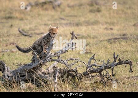 Ein kleines Gepard-Junge steht auf dem Ast eines gefallenen Baumes. Aufnahme in der Masai Mara, Kenia. Stockfoto