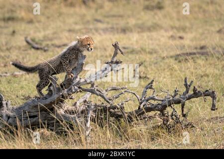 Ein kleines Gepard-Junge steht auf dem Ast eines gefallenen Baumes. Aufnahme in der Masai Mara, Kenia. Stockfoto