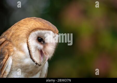 Nahaufnahme einer Eule vor bunt gefärbtem Herbstlaub. Stockfoto