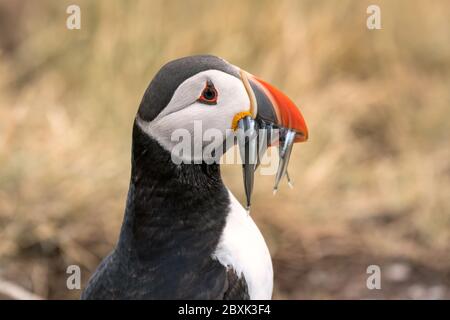 Nahaufnahme eines Papageitauchtauchtauchtauchtaucher mit einem Schluck Sandaalen. Stockfoto