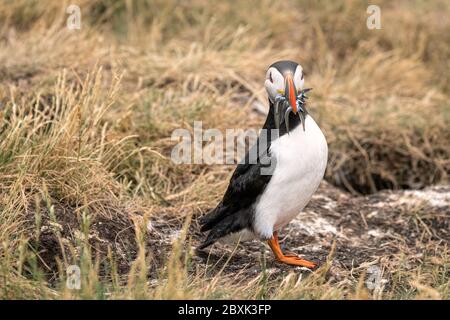 Nahaufnahme eines Papageitauchtauchtauchtauchtaucher mit einem Schluck Sandaalen. Stockfoto