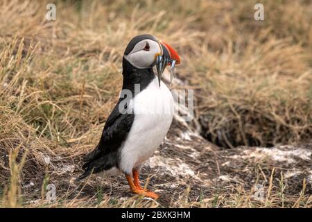 Nahaufnahme eines Papageitauchtauchtauchtauchtaucher mit einem Schluck Sandaalen. Stockfoto